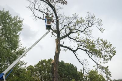 Tree Removal Crew at Work