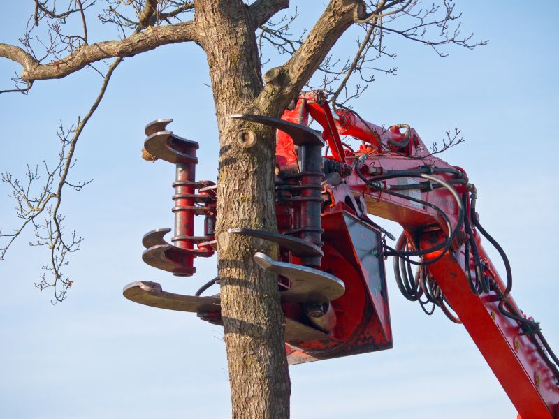 Tree Removal Equipment in Use
