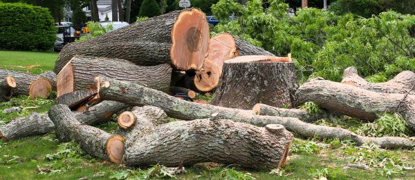 Large Tree Removal in Johnson City