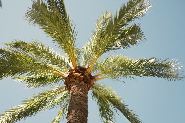 Palm Tree Removal in Johnson City