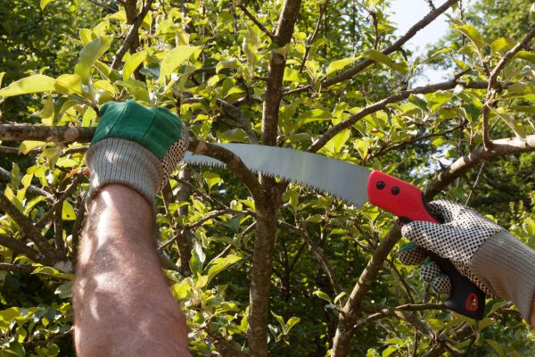 Small Tree Removal in Johnson City