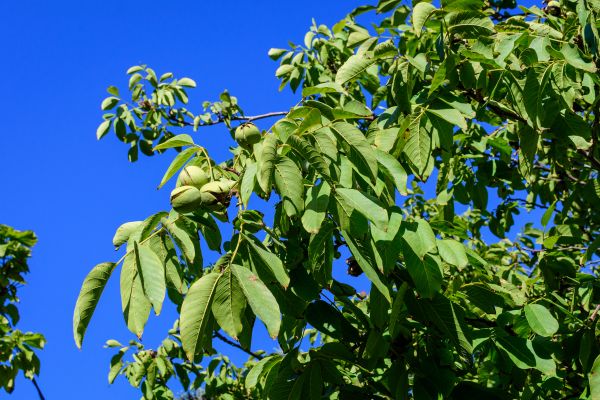 Cost of Walnut Tree Removal in Johnson City