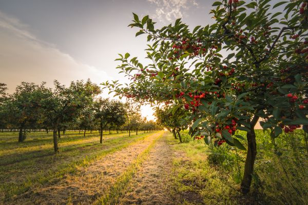 Cost of Cherry Tree Removal in Johnson City