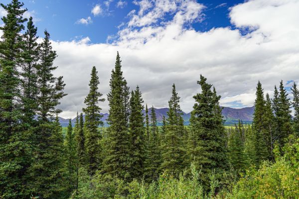 Cost of Spruce Tree Removal in Johnson City