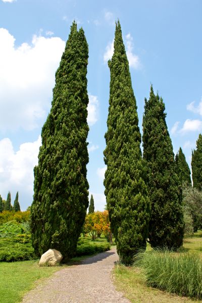 Cost of Cypress Tree Removal in Johnson City