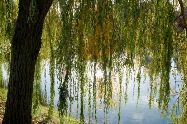Cost of Willow Tree Removal in Johnson City