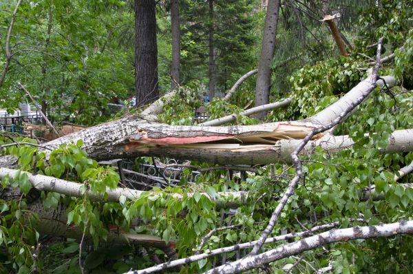 Cost of Birch Tree Removal in Johnson City