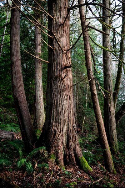 Cost of Cedar Tree Removal in Johnson City
