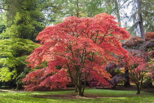 Cost of Maple Tree Removal in Johnson City