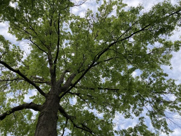 Cost of Oak Tree Removal in Johnson City