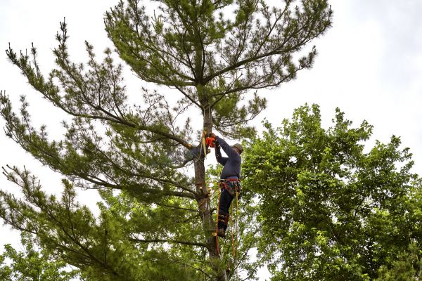 Cost of Pine Tree Removal in Johnson City