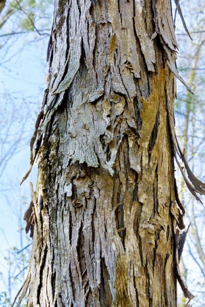 Cost of Hickory Tree Removal in Johnson City