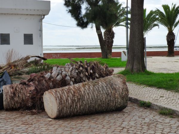 Palm Trees Removal in Johnson City