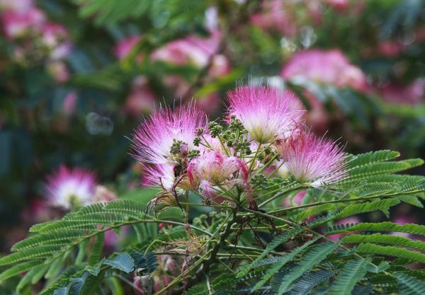 Cost of Mimosa Tree Removal in Johnson City