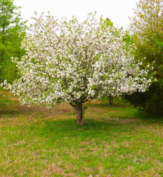Cost of Dogwood Tree Removal in Johnson City