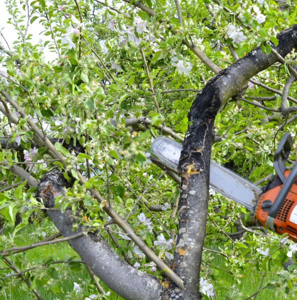 Cost of Apple Tree Removal in Johnson City