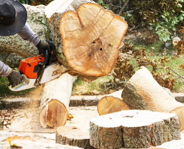 Tree Removal Service in Johnson City