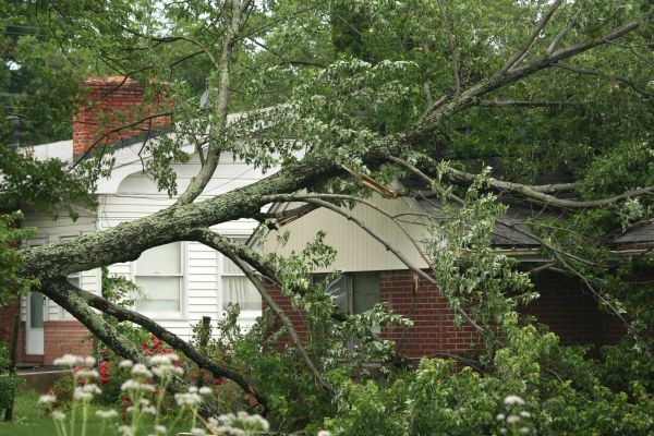 Emergency Tree Removal in Johnson City