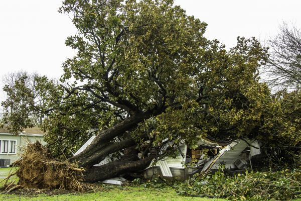 Fallen Tree Removal in Johnson City