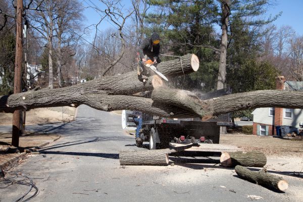 Cost of Residential Tree Removal in Johnson City