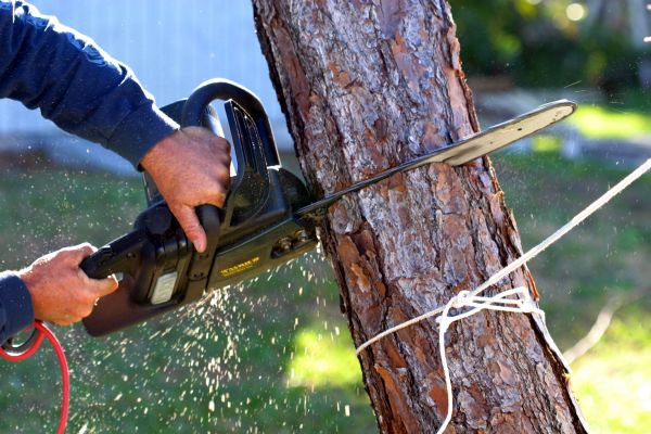 Dead Tree Removal in Johnson City